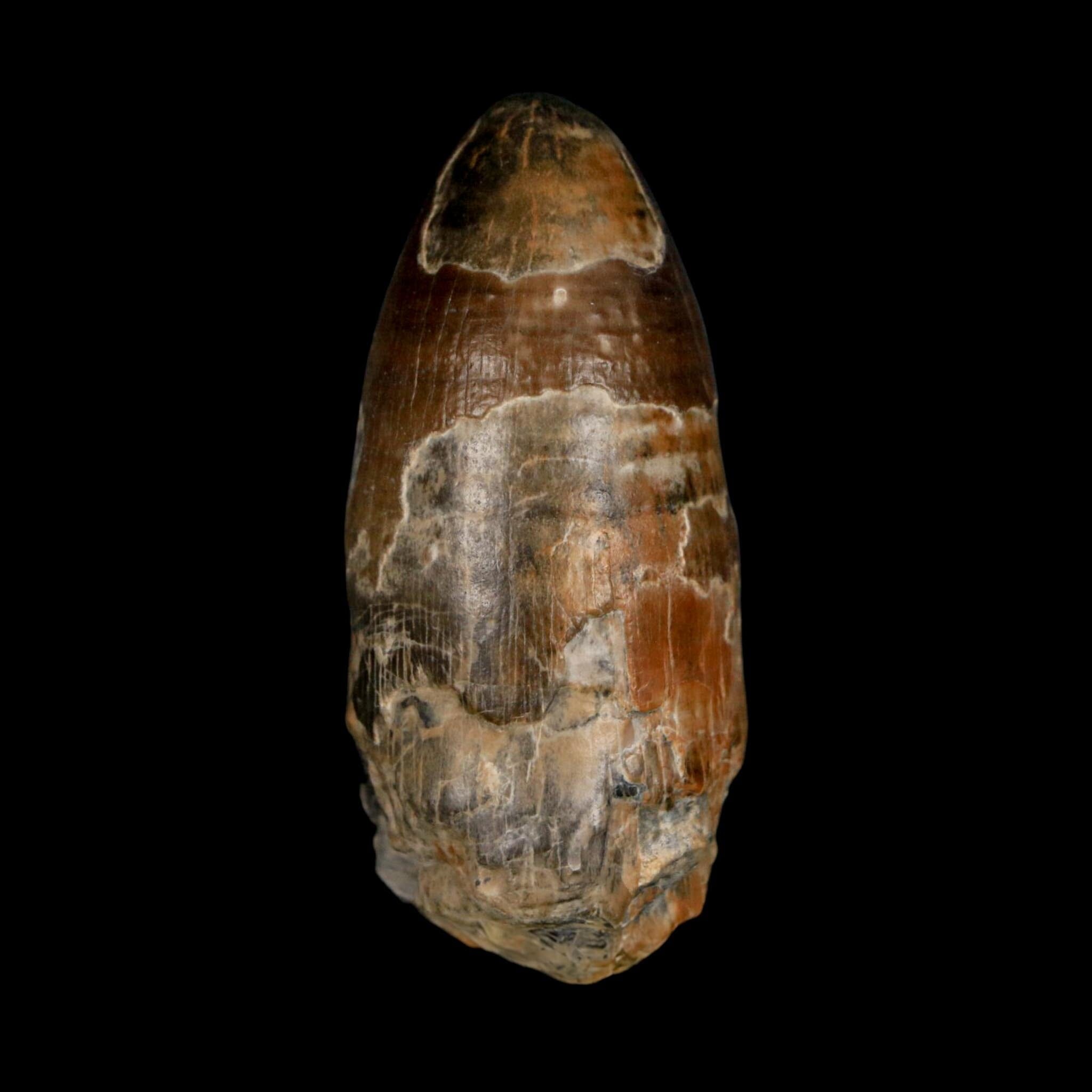 2.4" Sarcosuchus Imperator Crocodile Fossil Tooth Elrhaz FM Cretaceous Niger COA - Fossil Age Minerals