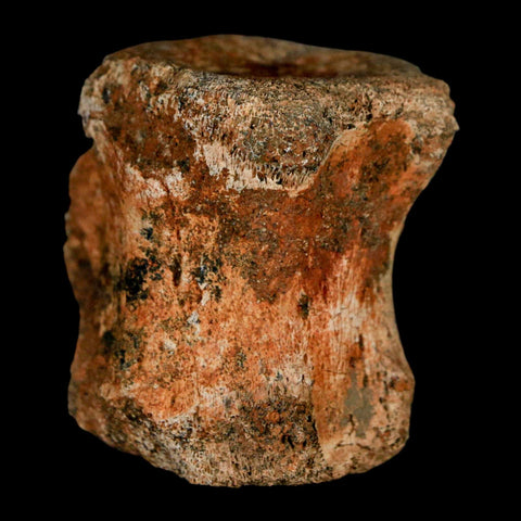1.5" Brachylophosaurus Fossil Vertebrae Bone Cretaceous Dinosaur Judith River MT COA - Fossil Age Minerals