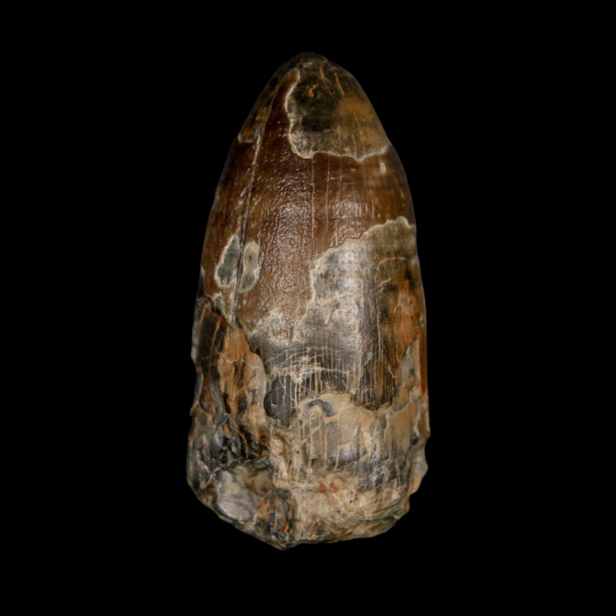 2.4" Sarcosuchus Imperator Crocodile Fossil Tooth Elrhaz FM Cretaceous Niger COA - Fossil Age Minerals