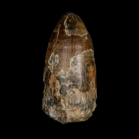 2.4" Sarcosuchus Imperator Crocodile Fossil Tooth Elrhaz FM Cretaceous Niger COA