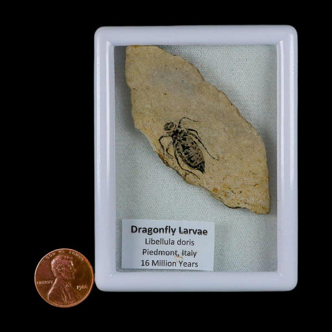 0.8" Dragonfly Larvae Fossil Libellula Doris Plate Upper Miocene Piedmont Italy Display - Fossil Age Minerals