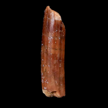 0.9" Rebbachisaurus Sauropod Fossil Tooth Early Cretaceous Dinosaur COA, Display