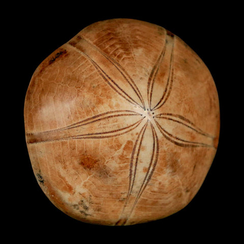 50MM Pygurus Marmonti Sea Urchin Fossil Sand Dollar Jurassic Age Madagascar