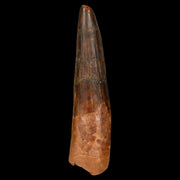 XL 3.5" Spinosaurus Fossil Tooth 100 Million Years Old Cretaceous Dinosaur COA