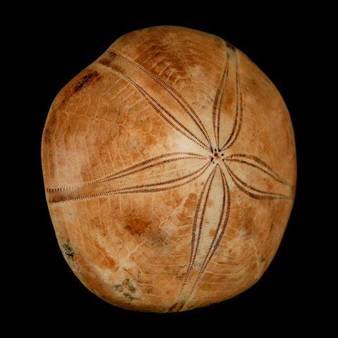 50MM Pygurus Marmonti Sea Urchin Fossil Sand Dollar Jurassic Age Madagascar