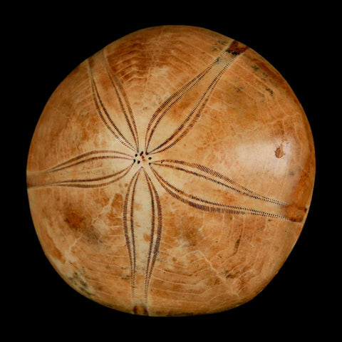 50MM Pygurus Marmonti Sea Urchin Fossil Sand Dollar Jurassic Age Madagascar