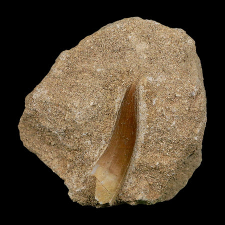 1.6" Plesiosaur Zarafasaura Tooth Fossil In Matrix Cretaceous Dinosaur Era COA