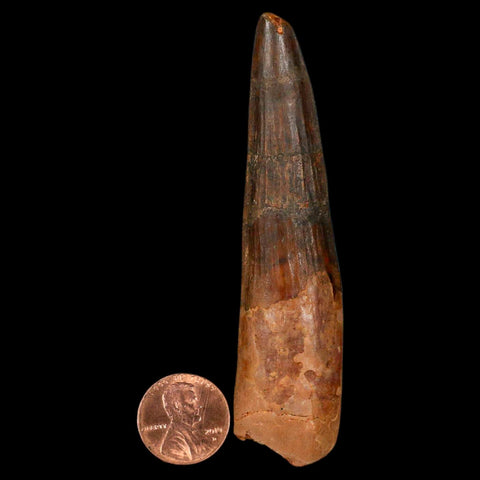 XL 3.5" Spinosaurus Fossil Tooth 100 Million Years Old Cretaceous Dinosaur COA - Fossil Age Minerals