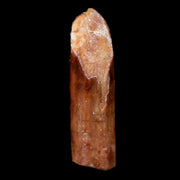 0.9" Rebbachisaurus Sauropod Fossil Tooth Early Cretaceous Dinosaur COA, Display