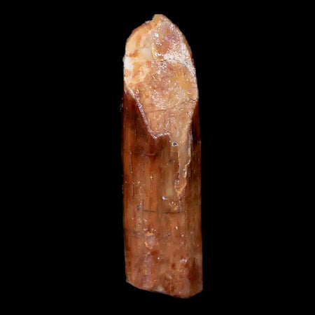 0.9" Rebbachisaurus Sauropod Fossil Tooth Early Cretaceous Dinosaur COA, Display