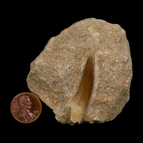 1.6" Plesiosaur Zarafasaura Tooth Fossil In Matrix Cretaceous Dinosaur Era COA - Fossil Age Minerals