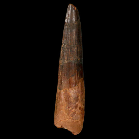 XL 3.5" Spinosaurus Fossil Tooth 100 Million Years Old Cretaceous Dinosaur COA - Fossil Age Minerals