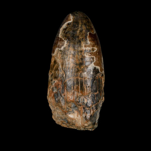 2.4" Sarcosuchus Imperator Crocodile Fossil Tooth Elrhaz FM Cretaceous Niger COA