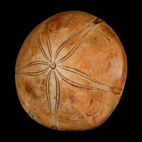 50MM Pygurus Marmonti Sea Urchin Fossil Sand Dollar Jurassic Age Madagascar