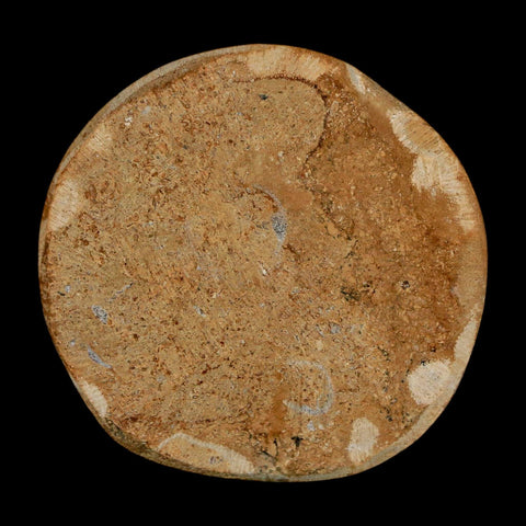 50MM Pygurus Marmonti Sea Urchin Fossil Sand Dollar Jurassic Age Madagascar