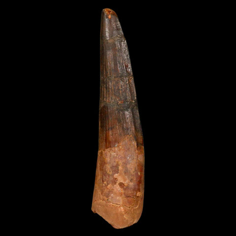 XL 3.5" Spinosaurus Fossil Tooth 100 Million Years Old Cretaceous Dinosaur COA - Fossil Age Minerals