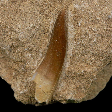 1.6" Plesiosaur Zarafasaura Tooth Fossil In Matrix Cretaceous Dinosaur Era COA - Fossil Age Minerals