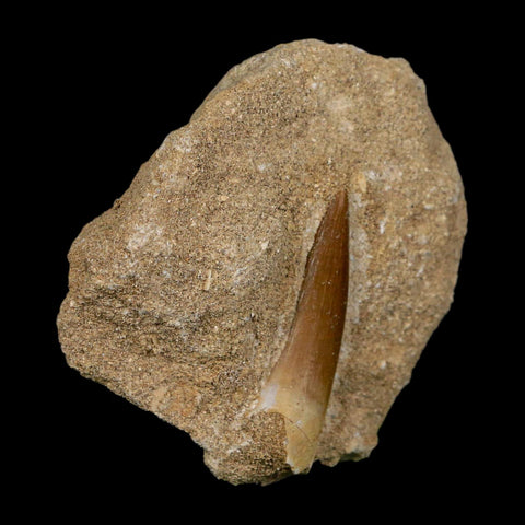 1.6" Plesiosaur Zarafasaura Tooth Fossil In Matrix Cretaceous Dinosaur Era COA - Fossil Age Minerals