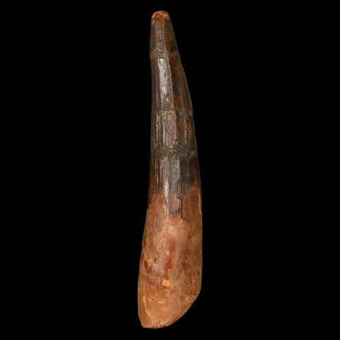 XL 3.5" Spinosaurus Fossil Tooth 100 Million Years Old Cretaceous Dinosaur COA - Fossil Age Minerals