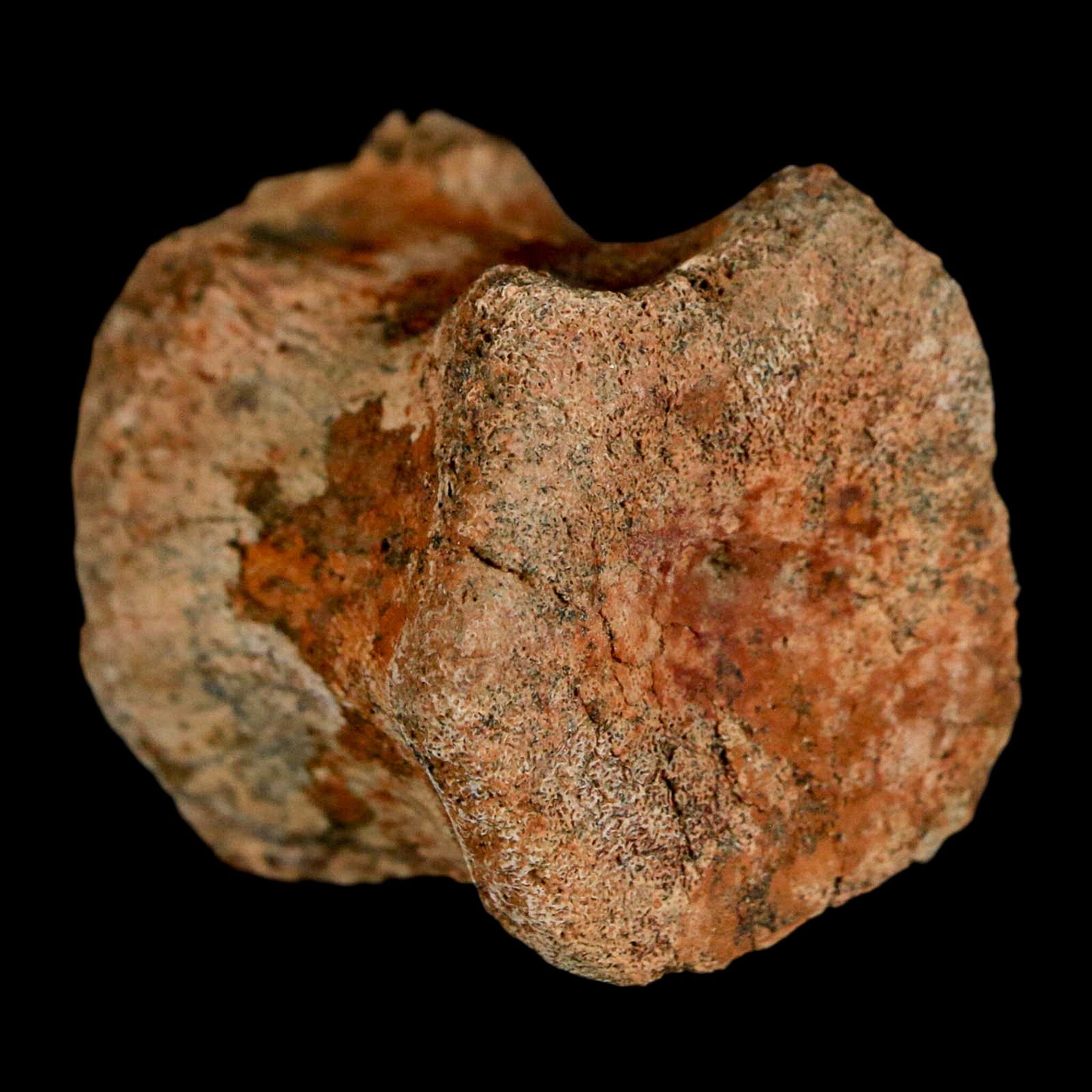 1.5" Brachylophosaurus Fossil Vertebrae Bone Cretaceous Dinosaur Judith River MT COA - Fossil Age Minerals
