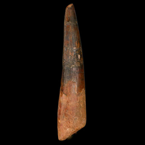XL 3.5" Spinosaurus Fossil Tooth 100 Million Years Old Cretaceous Dinosaur COA - Fossil Age Minerals