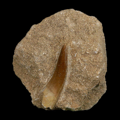 1.6" Plesiosaur Zarafasaura Tooth Fossil In Matrix Cretaceous Dinosaur Era COA - Fossil Age Minerals