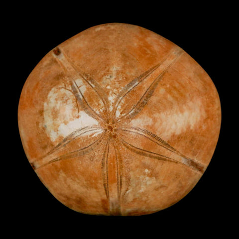 55MM Pygurus Marmonti Sea Urchin Fossil Sand Dollar Jurassic Age Madagascar - Fossil Age Minerals
