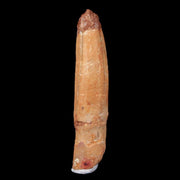 1.4" Rebbachisaurus Sauropod Fossil Tooth Early Cretaceous Dinosaur COA, Display