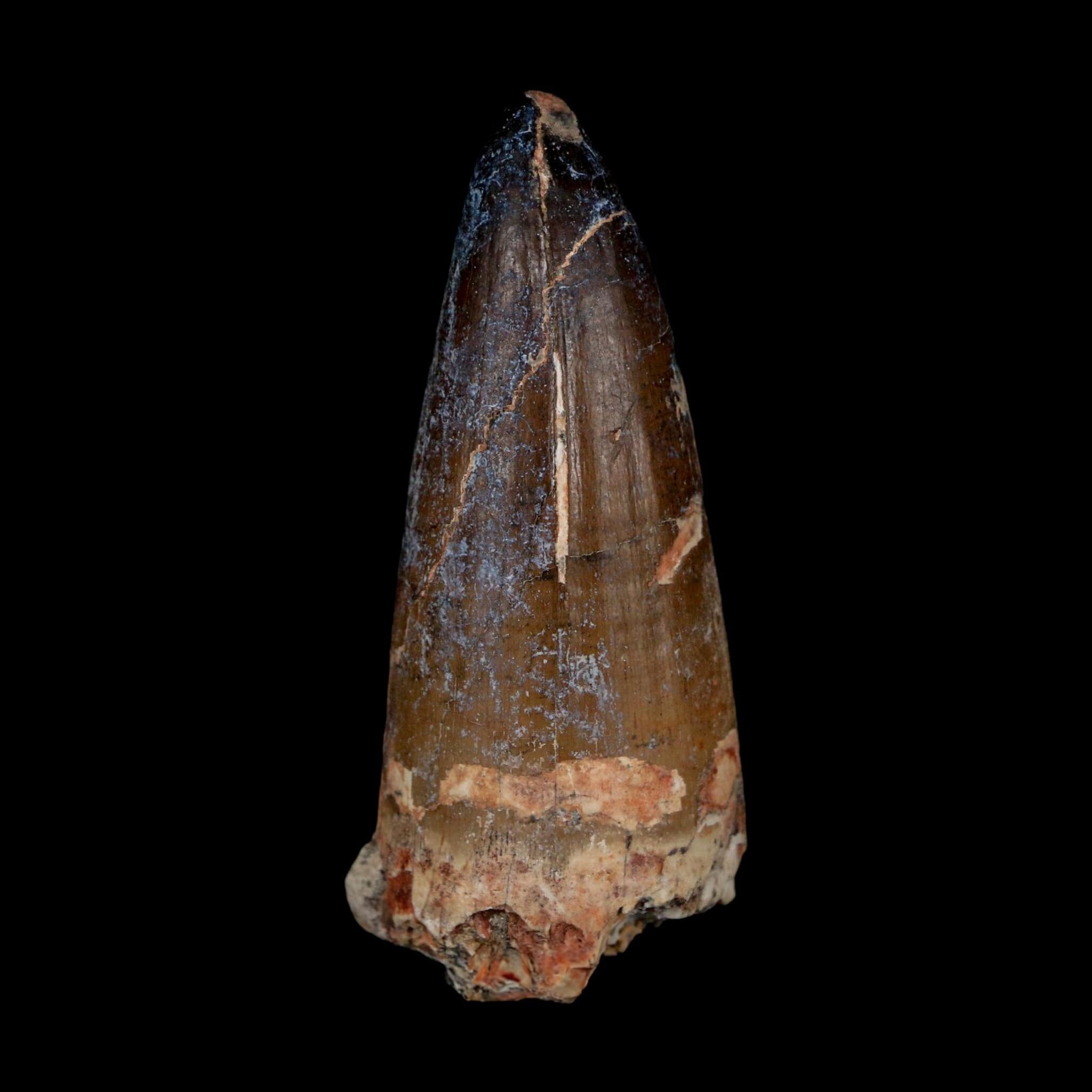 XL 2.6" Sarcosuchus Imperator Crocodile Fossil Tooth Elrhaz FM Cretaceous Niger COA - Fossil Age Minerals