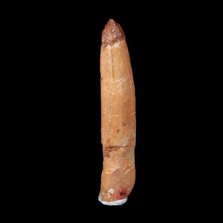 1.4" Rebbachisaurus Sauropod Fossil Tooth Early Cretaceous Dinosaur COA, Display