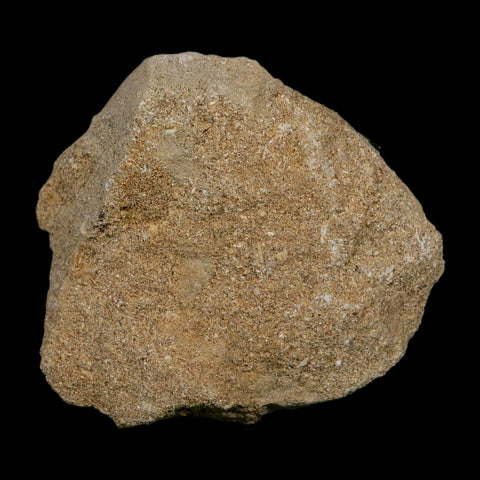 1.6" Plesiosaur Zarafasaura Tooth Fossil In Matrix Cretaceous Dinosaur Era COA - Fossil Age Minerals