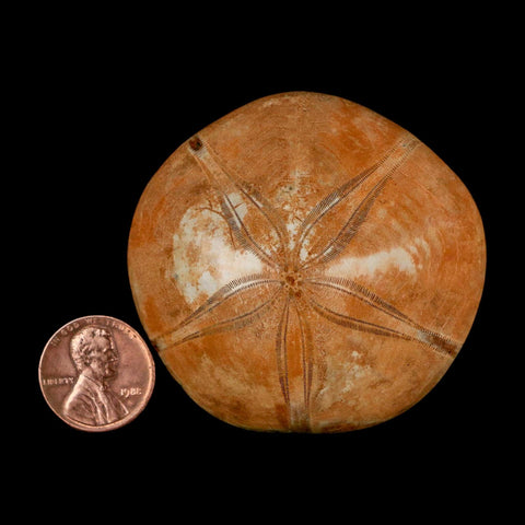 55MM Pygurus Marmonti Sea Urchin Fossil Sand Dollar Jurassic Age Madagascar - Fossil Age Minerals