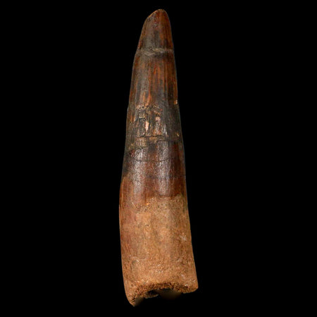 XL 3.5" Spinosaurus Fossil Tooth 100 Million Years Old Cretaceous Dinosaur COA