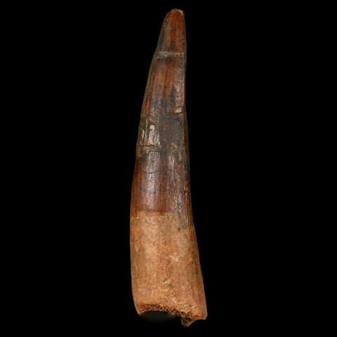 XL 3.5" Spinosaurus Fossil Tooth 100 Million Years Old Cretaceous Dinosaur COA - Fossil Age Minerals