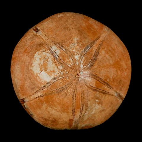 55MM Pygurus Marmonti Sea Urchin Fossil Sand Dollar Jurassic Age Madagascar - Fossil Age Minerals