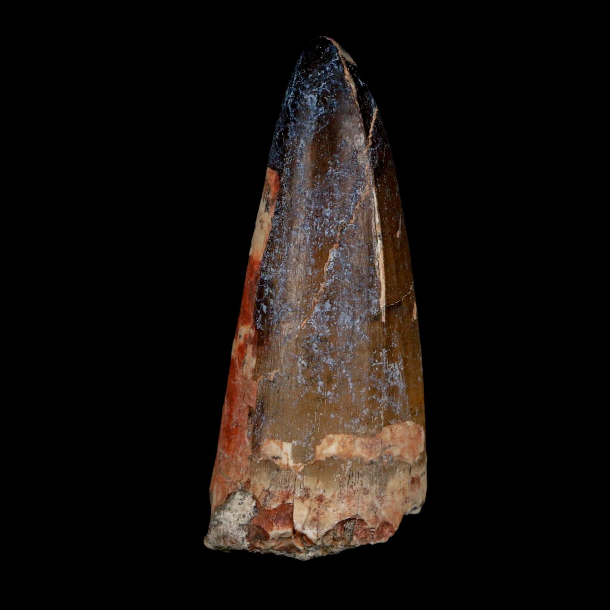 XL 2.6" Sarcosuchus Imperator Crocodile Fossil Tooth Elrhaz FM Cretaceous Niger COA - Fossil Age Minerals