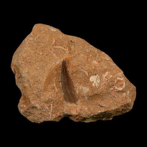 1.3" Plesiosaur Zarafasaura Tooth Fossil In Matrix Cretaceous Dinosaur Era COA - Fossil Age Minerals