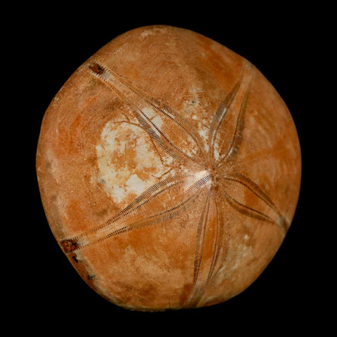 55MM Pygurus Marmonti Sea Urchin Fossil Sand Dollar Jurassic Age Madagascar - Fossil Age Minerals