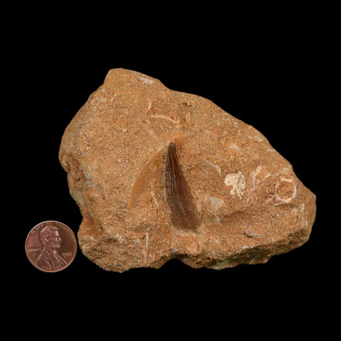 1.3" Plesiosaur Zarafasaura Tooth Fossil In Matrix Cretaceous Dinosaur Era COA - Fossil Age Minerals