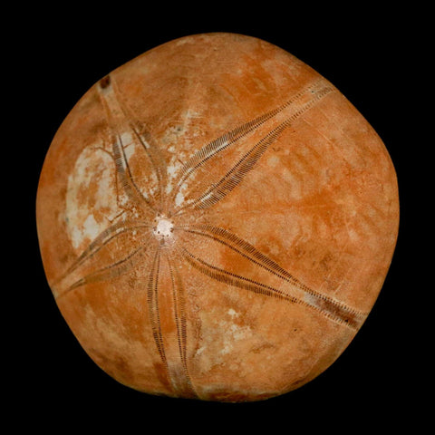 55MM Pygurus Marmonti Sea Urchin Fossil Sand Dollar Jurassic Age Madagascar - Fossil Age Minerals