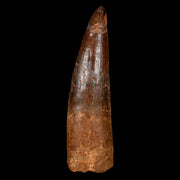 XL 3.1" Spinosaurus Fossil Tooth 100 Million Years Old Cretaceous Dinosaur COA