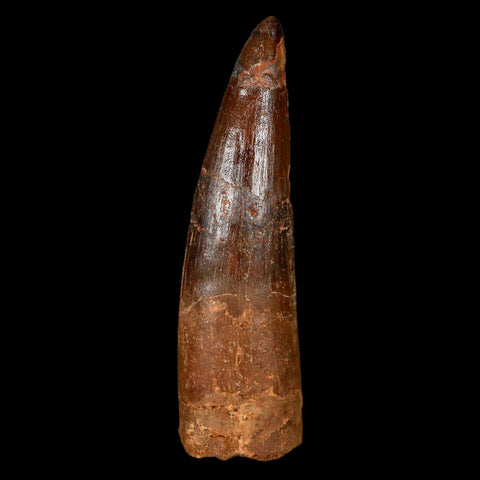 XL 3.1" Spinosaurus Fossil Tooth 100 Million Years Old Cretaceous Dinosaur COA - Fossil Age Minerals