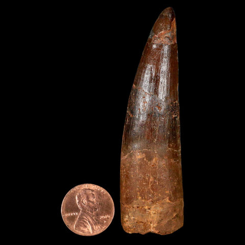 XL 3.1" Spinosaurus Fossil Tooth 100 Million Years Old Cretaceous Dinosaur COA - Fossil Age Minerals