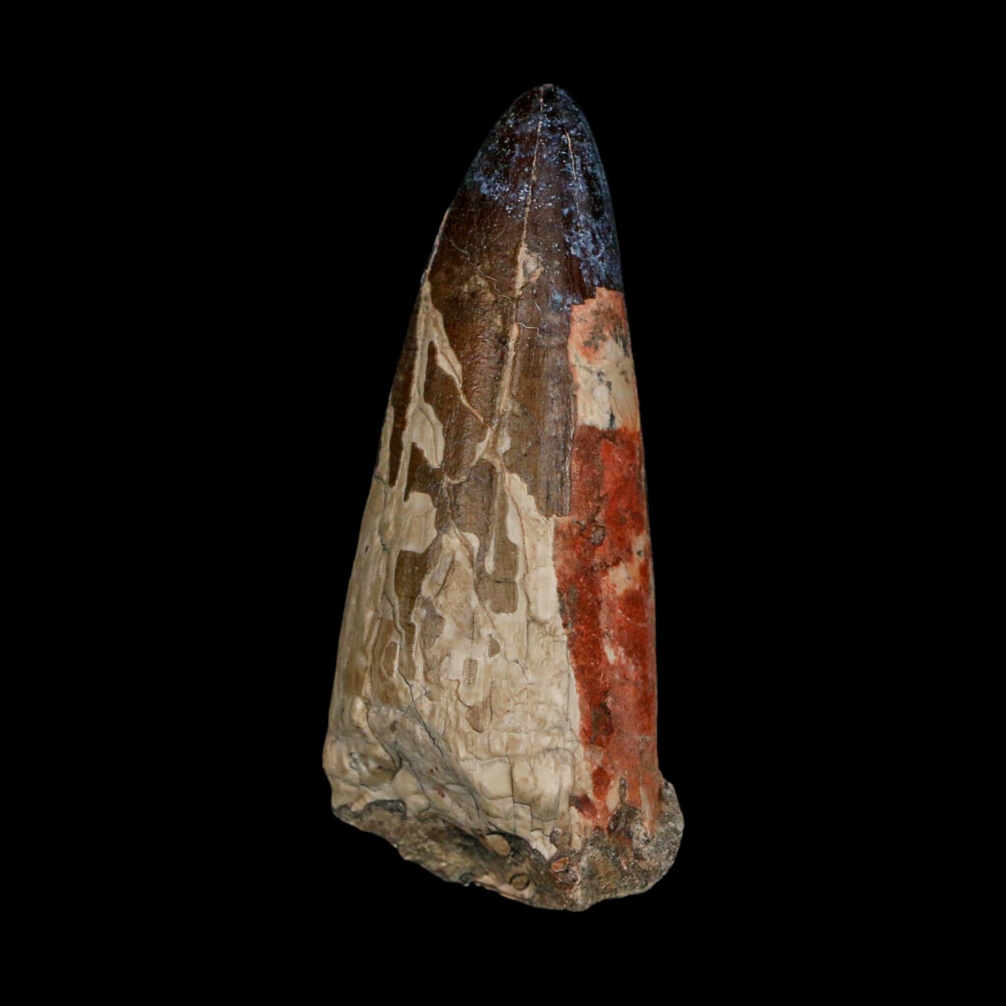 XL 2.6" Sarcosuchus Imperator Crocodile Fossil Tooth Elrhaz FM Cretaceous Niger COA - Fossil Age Minerals