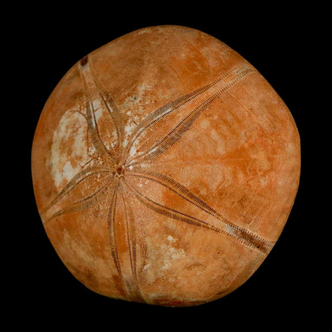 55MM Pygurus Marmonti Sea Urchin Fossil Sand Dollar Jurassic Age Madagascar - Fossil Age Minerals