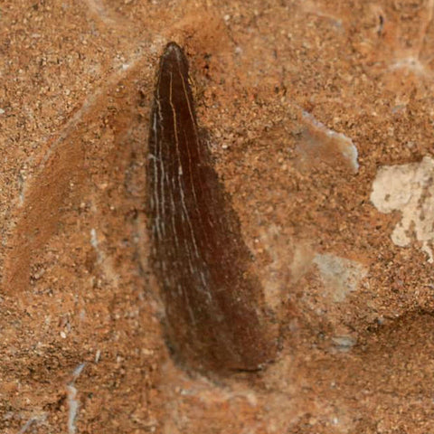 1.3" Plesiosaur Zarafasaura Tooth Fossil In Matrix Cretaceous Dinosaur Era COA - Fossil Age Minerals