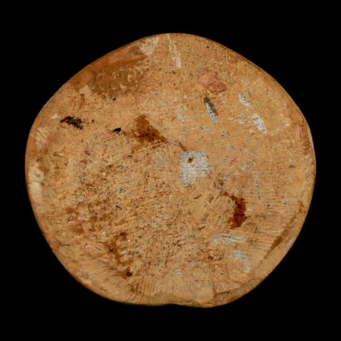 55MM Pygurus Marmonti Sea Urchin Fossil Sand Dollar Jurassic Age Madagascar - Fossil Age Minerals
