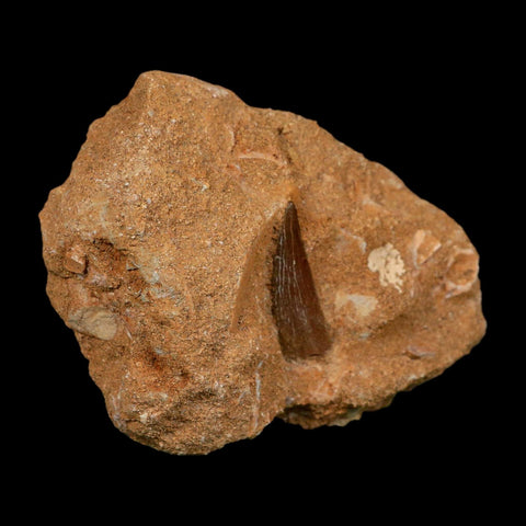 1.3" Plesiosaur Zarafasaura Tooth Fossil In Matrix Cretaceous Dinosaur Era COA - Fossil Age Minerals