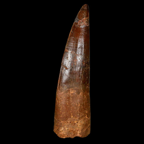 XL 3.1" Spinosaurus Fossil Tooth 100 Million Years Old Cretaceous Dinosaur COA - Fossil Age Minerals