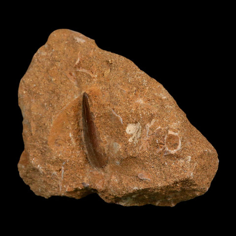 1.3" Plesiosaur Zarafasaura Tooth Fossil In Matrix Cretaceous Dinosaur Era COA - Fossil Age Minerals